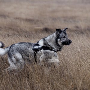 Canine Photography