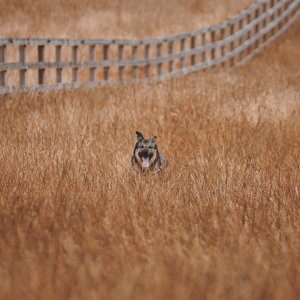 Canine Photography