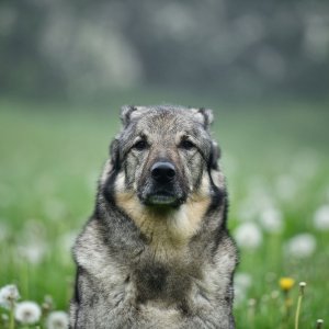 Canine Photography