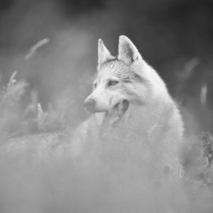 Canine Photography