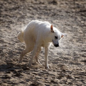 Canine Photography