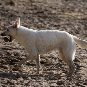 Canine Photography