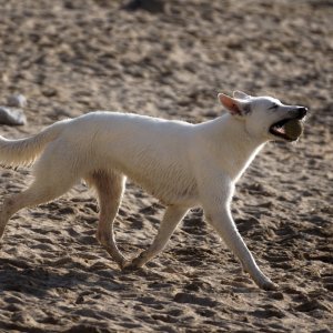 Canine Photography