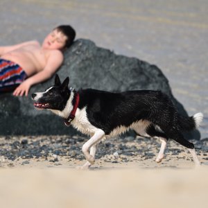 Canine Photography