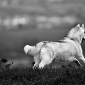 Canine Photography