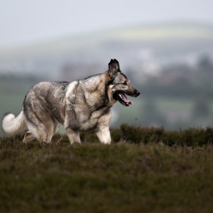 Canine Photography