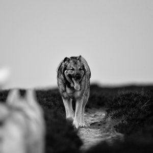 Canine Photography