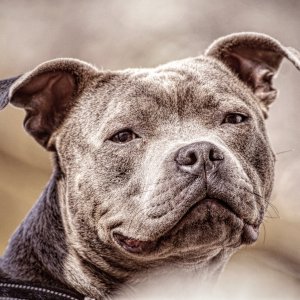 Canine Photography