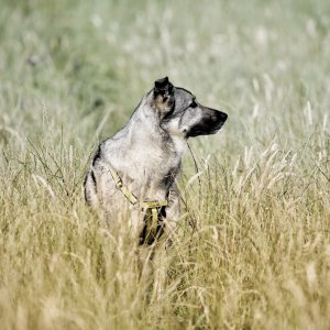 Canine Photography