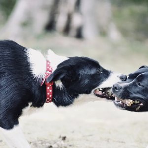 Canine Photography