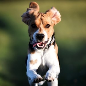 Canine Photography