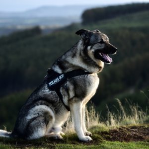 Canine Photography