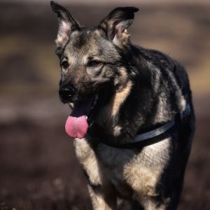 Canine Photography