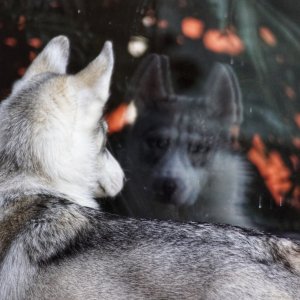 Canine Photography