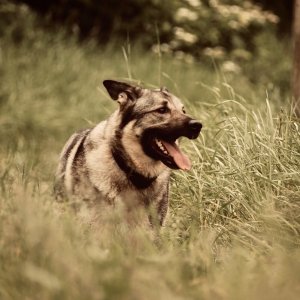 Canine Photography