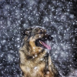 Canine Photography
