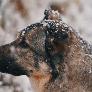 Canine Photography