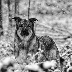 Canine Photography