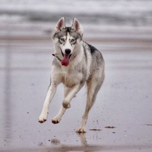 Canine Photography