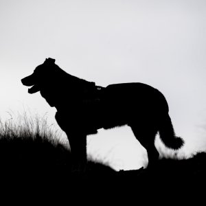 Canine Photography