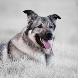 Canine Photography