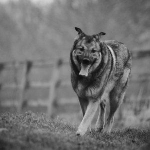 Canine Photography