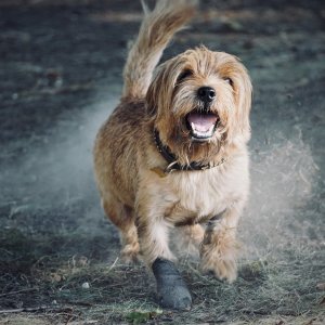 Canine Photography