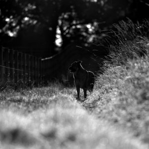 Canine Photography