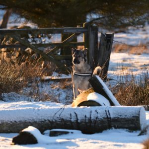 Canine Photography