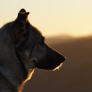 Canine Photography