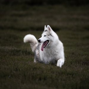 Canine Photography