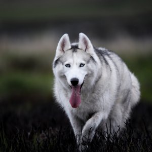 Canine Photography