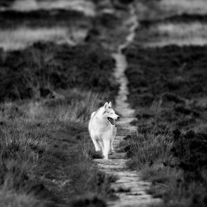 Canine Photography