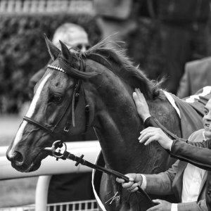 Equine Photography