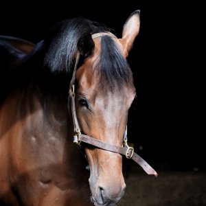 Equine Photography