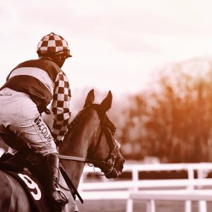 Equine Photography