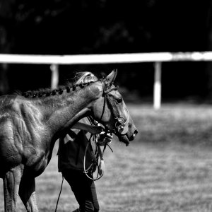 Equine Photography