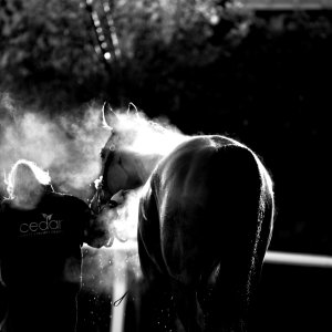 Equine Photography