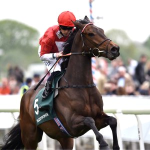 Equine Photography
