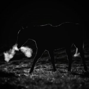 Equine Photography