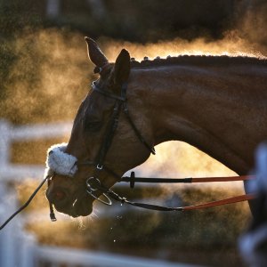 Equine Photography
