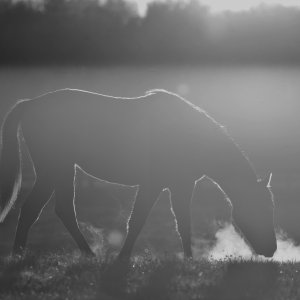 Equine Photography