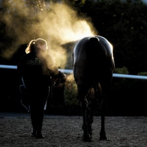 Equine Photography