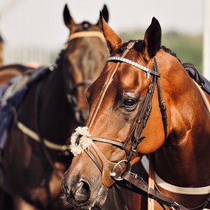 Equine Photography