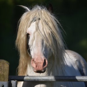 Equine Photography