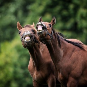 Equine Photography