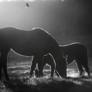 Equine Photography
