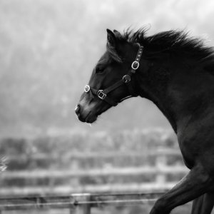 Equine Photography