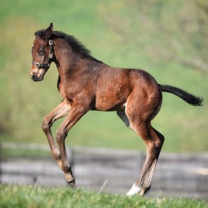 Equine Photography