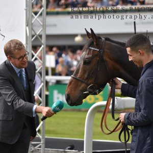 Equine Photography